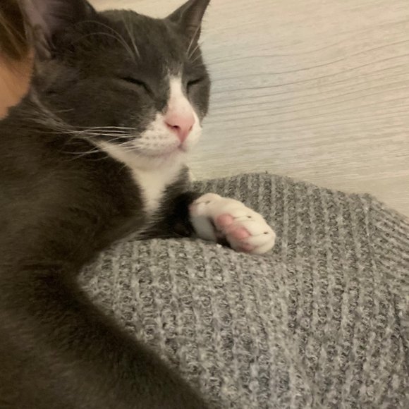 Meet your Posher, Karli - Picture 1 of 1